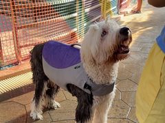 -帕帕拉兹宠物(亚洲旗舰店)