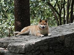 -潜山国家森林公园