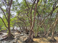 -宝安西湾红树林湿地公园