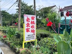 -老袁家蜜桃农场·阳山水蜜桃