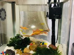 -曲阳花鸟市场(曲阳路店)