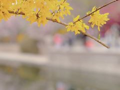 -海棠花溪(元大都城垣遗址公园)