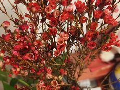 -奈雪的茶(中粮祥云小镇店)