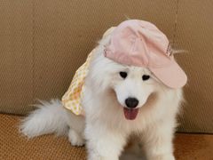 -星多哈·狗咖·拼豆·咖啡