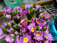 -循礼门鲜花花市(武汉循礼门店)