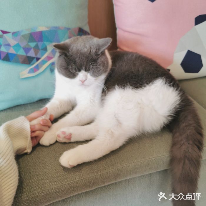 CAT’S MEWSTAR CAFE·喵星球猫屋(晴湾咖啡店)图片