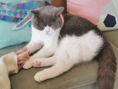 -CAT’S MEWSTAR CAFE·喵星球猫屋(晴湾咖啡店)