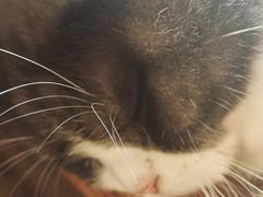 -海边的猫和咖啡馆