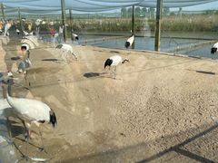 -盐城丹顶鹤湿地生态旅游区