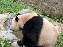 -都江堰中华大熊猫苑