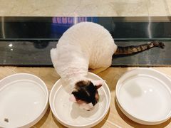 -momokira米努特·德文卷毛猫·棉花面纱犬