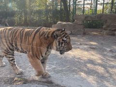-上海野生动物园老虎餐厅