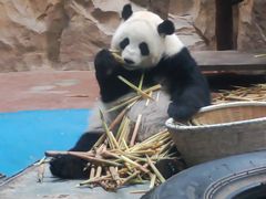-成都动物园