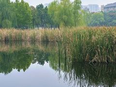 -合肥滨湖国家森林公园