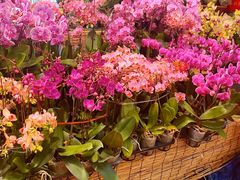 -双季花艺园艺市场(浦东店)