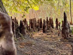 -溱湖国家湿地公园