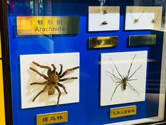 -上海昆虫博物馆