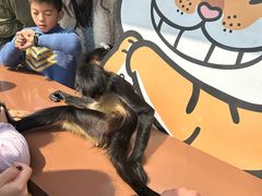 -上海野生动物园老虎餐厅