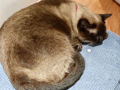 -有猫主题·治愈系猫咖(曾厝垵店)