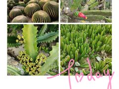 -中国科学院华南植物园