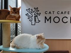 -MOCHA明星猫咖(田子坊店)