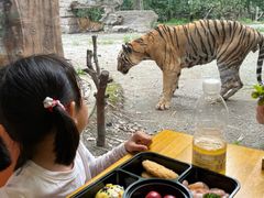 -上海野生动物园老虎餐厅