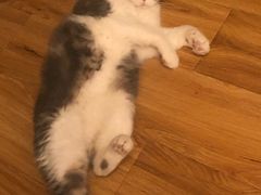 -瑞派名望24h动物医院异宠专科·猫专科·骨科·重症监护分院