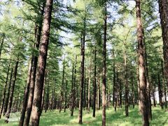 -塞罕坝国家级自然保护区