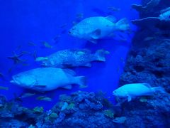 -成都浩海立方海洋公园