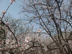 -桃花堤公园