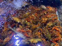 -聚盛源蒸汽海鲜火锅烤肉自助(巨川金海岸购物广场店)