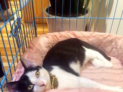 -猫的天空之城概念书店(杭州南宋御街店)