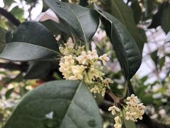 -浣花锦绣(杜甫草堂店)
