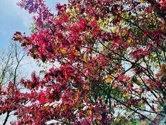 -上海吴淞炮台湾国家湿地公园