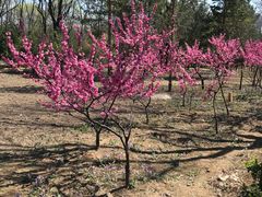 -森林公园(尖草坪区)