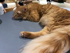 -藏猫猫咖啡主题馆(中央大道店)