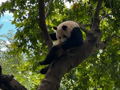 -都江堰中华大熊猫苑