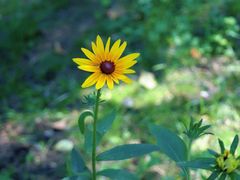 -五营红松林海景区