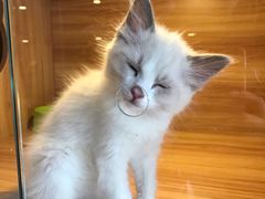 -猫十亿·布偶金渐层·曼基康矮脚猫舍(青年路店)