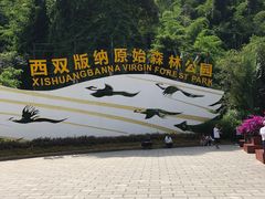 -西双版纳原始森林公园