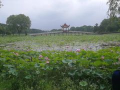 -洪湖生态旅游区