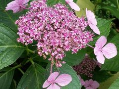 android_upload_pic-朱家角课植园