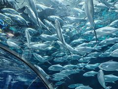 -上海海洋水族馆