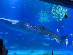 -烟台海昌鲸鲨海洋公园