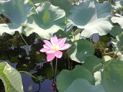 -苏堤停车场