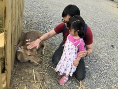 -鹿境梅花鹿生态园区