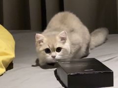 -babydoll猫舍·米努特·德文·缅因(久光中心店)