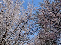 -桃花堤公园