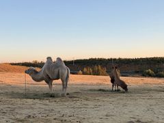 -鄂尔多斯野生动物园