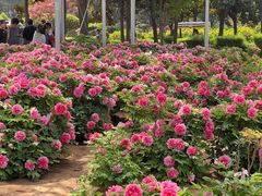 -洛阳市隋唐城遗址植物园